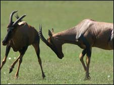 Land-based species, such as African antelopes, have fallen by 25 percent