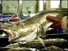 cod continues to be overfished despite warnings from marine scientists