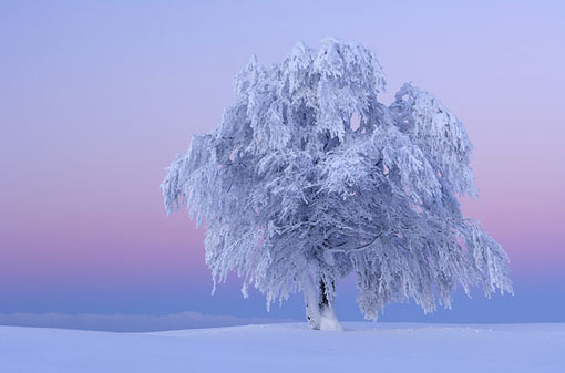 ice storm tree