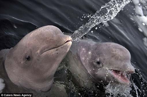 Impish: The belugas blew cheeky jets of water at the photographer, who spent almost an hour in the water with the two female whales