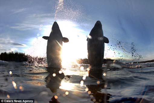 Beluga whales upright