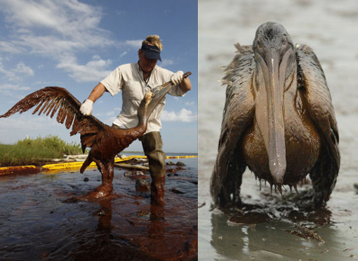 Plaquemines Parish coastal zone director P.J. Hahn lifts an oil-covered pelican which was stuck in oil at Queen Bess Island in Barataria Bay, just off the Gulf of Mexico in Plaquemines Parish, La., Saturday, June 5, 2010