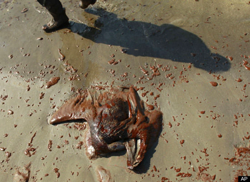 dead Brown Pelican covered in oil from the Deepwater Horizon spill lies on the beach of a barrier island near East Grand Terre Island