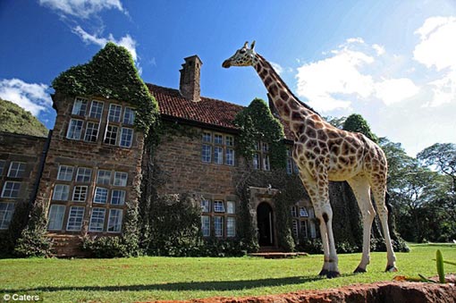 giraffic park: a gentle giant towers in front of the English-style manor house which guests can pay to stay in