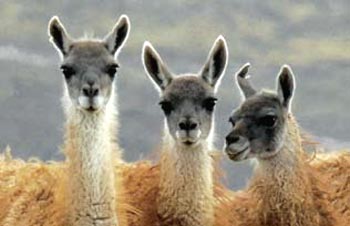 Guanacos are among the species found in the region