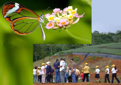 Top: a Clearwing butterfly feeding. Sometimes known as a Glasswing; Bottom: Tree-planting at ECOPIÑAS del Arenal in Costa Rica