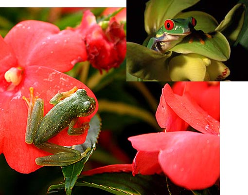 Glassy wild thing making a living off flowers, a glass frog, transparently.