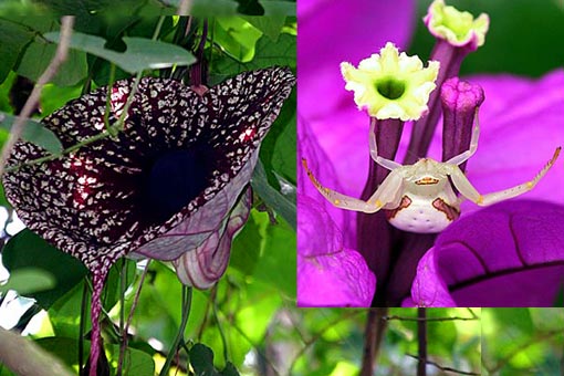 Left: This looks like an insect-devouring Venus Flytrap but actually it is a Dutchman's Pipe Vine (Aristolochia sp.); Right: insects, flowers and flower-plants, not least 1,200 species of orchids