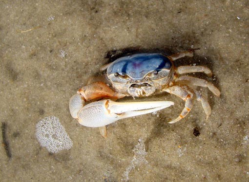 Crab in Cape Cod, Massachusetts. Photograph: deel34/The Wilderness Society