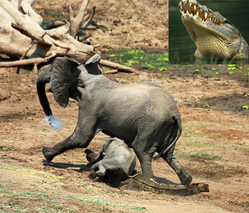 crocodile attacking elephants