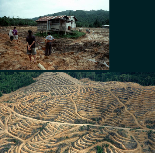 deforestation by logging company & palm oil plantation