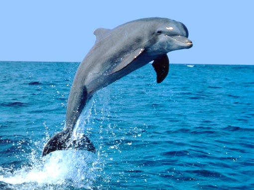 dolphin-in-open%20sea.jpg
