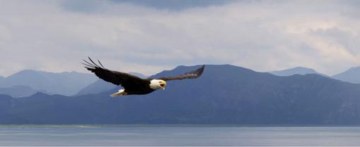 2nd place: Eagle at Aniakchak Bay in the Aniakchak national monument and preserve, Alaska. Photograph: Buzz Hoffman/The Wilderness Society