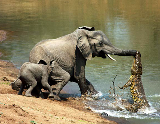 crocodile attacks elephant