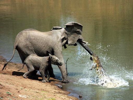 crocodile attacks elephant and baby