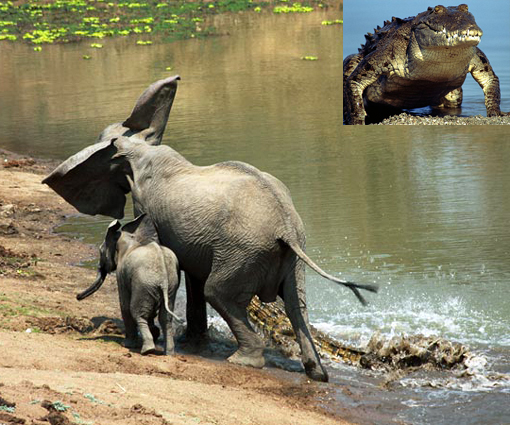 crocodile attacks African elephants