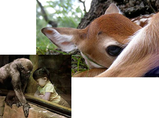 photos: gorilla & little girl whispering; baby deer curiously looks on