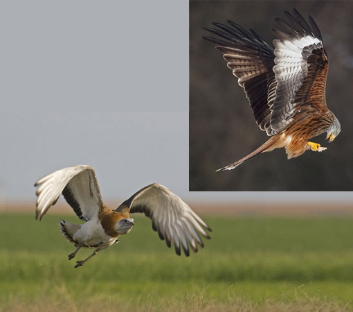 reintroduction/comeback: great bustard and red kite