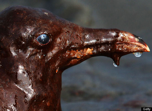 Gulf Oil Spill: gull covered in oil