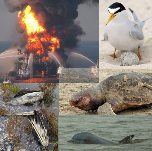 oil rig exploded in the Gulf of Mexico off the Louisiana coast, the oil slick will destroy this generation of the bird that nests along the Gulf coast beaches