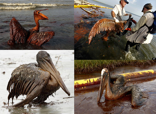 brown pelicans covered in thick oil off Gulf of Mexico