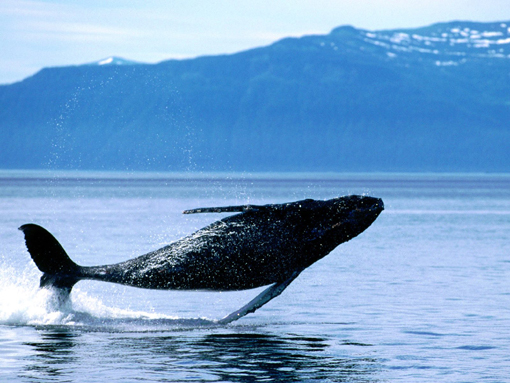 photo: breaching humpback whale