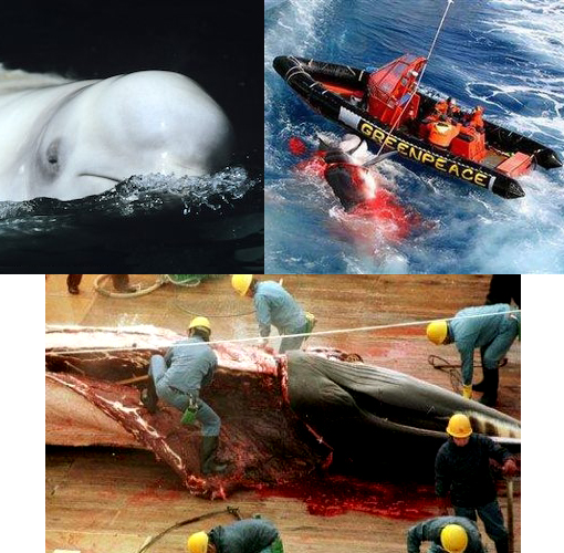 Top left: even endangered white whales get no promises to be spared from the Japanese whalers. Top right: Greenpeace activists sit in their inflatable boat after a harpoon fired from a Japanese whaling ship narrowly missed them in the Southern Ocean. Bottom: Japanese whalers carve up a minke whale.