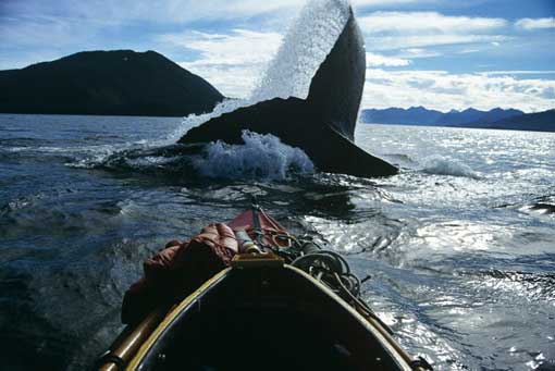 Amazing humpback whale photograph taken in kayak. The whale is the largest and most majestic animal to ever inhabit our planet.