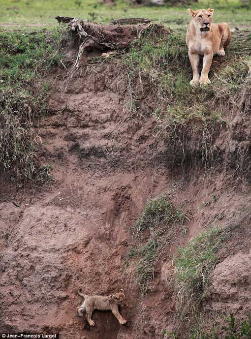 The mother arrives at the edge of the cliff as her son cries out for rescue after being trapped when he slipped