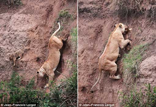 Rescue mission: The mother inches her way down the cliff face to rescue the terrified cub before locking him in her jaws and making her way back up the cliff face