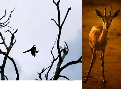 ’Watch out!’ says gazelle to fly-jumping monkey