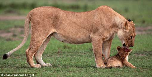 Motherly love: The mother gives her son a lick to say that all is well in the pride following the drama