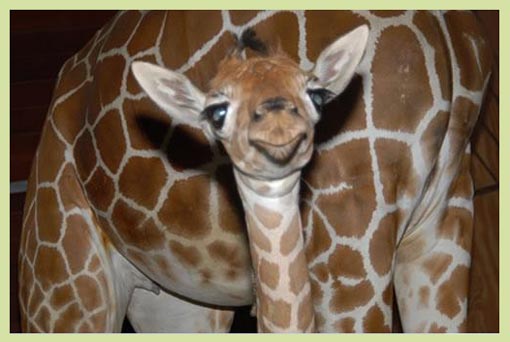 new giraffe calf born January 26, 2009