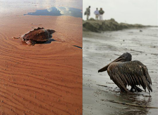 L: dead turtle floats on a pool of oil from the Deepwater Horizon spill; R: oil covered Brown Pelican on beach at East Grand Terre Island along the coast of Louisiana