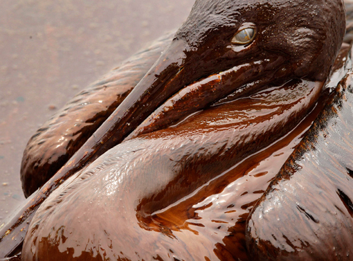 brown pelican mired in oil due to BP oil spill