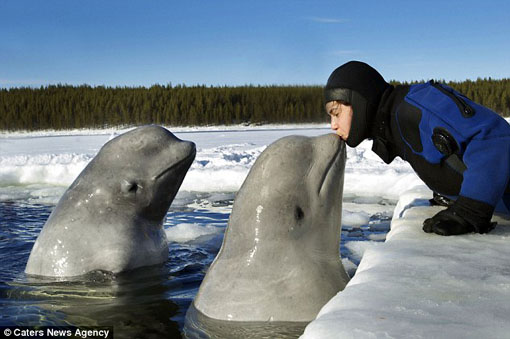 photographer Dafna Ben Nussing kisses playful beluga whales