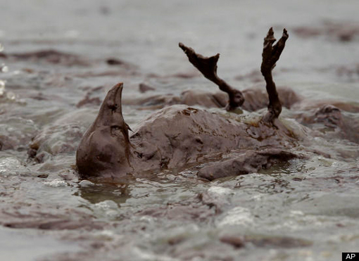 BP oil spill: seabird covered in oil flails in the surf at East Grand Terre Island along the coast of Louisiana