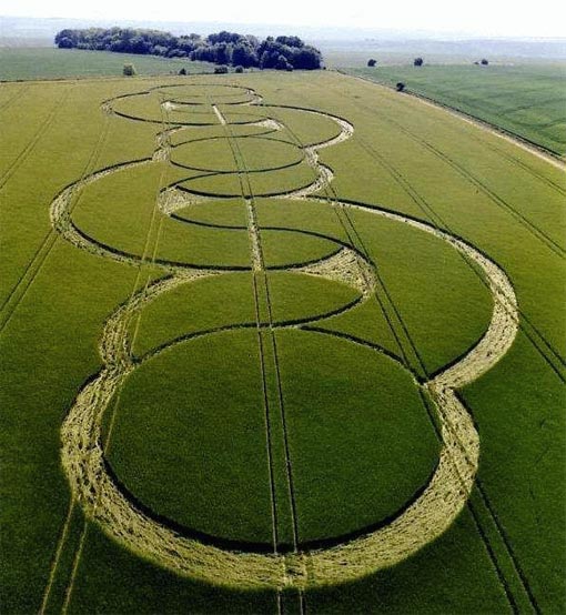 Australian wallabies are eating opium poppies and creating crop circles as they hop around ‘as high as a kite’, a government official has said