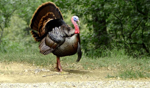 turkey in Vegan month November may have less fear