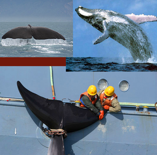 Pacific Ocean. Endangered sei, sperm whales being hunted plea for mercy