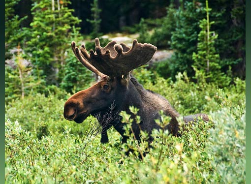 Wild bull moose at Lake Isabella, Colorado. Jason K. Bach/The Wilderness Society