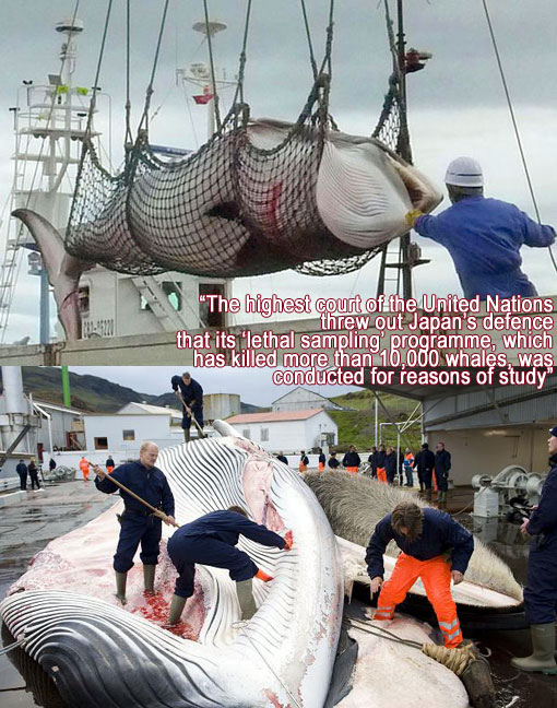 Top: the International Court of Justice on Monday, March 31, 2014, ordered a halt to Japan's Antarctic whaling program, ruling that it is not for scientific purposes as the Japanese had claimed; Bottom: endangered whales turned into doggie treats for Japan’s pampered pooches