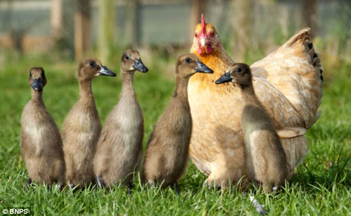 Hilda the Bantam hen has hatched a clutch of ducklings after accidentally sitting on the wrong nest of eggs